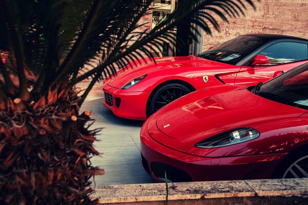 Ferrari rojo con palmeras