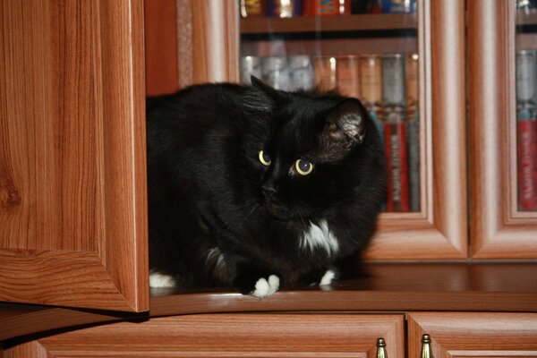 El gato en la librería