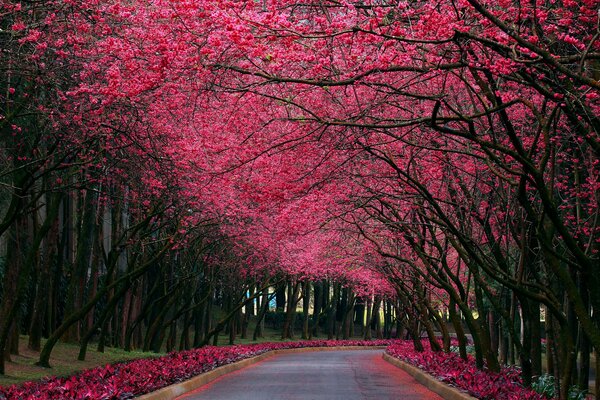 Vicolo di Sakura durante la sua fioritura