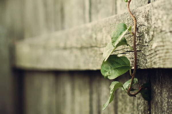 Una pequeña rama de vegetación en una vieja cerca como símbolo de fuerza de voluntad