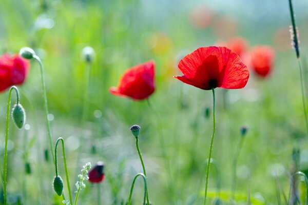 Amapolas rojas en un campo verde en verano