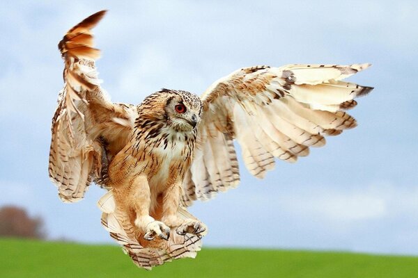 The spread wings of a landing owl