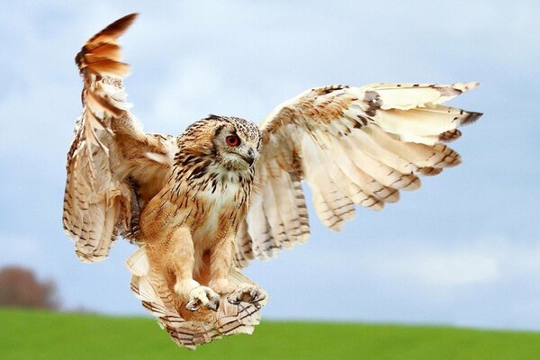 Ailes déployées d un hibou qui atterrit