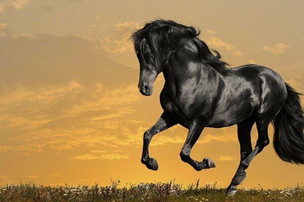 Черная лошадь с роскошной гривой