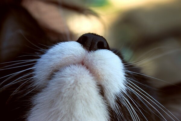 A black and white cat with a beautiful mustache