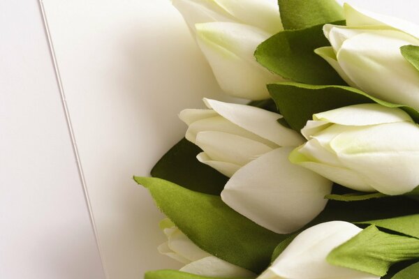 Букет белых тюльпанов на белом фоне