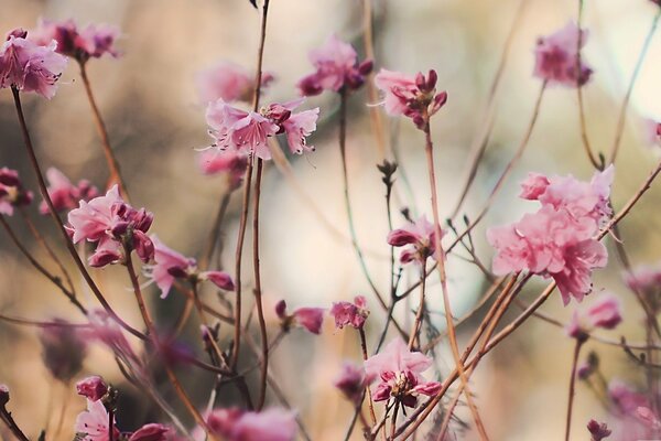 Macro photography of branches blooming with pink flowers