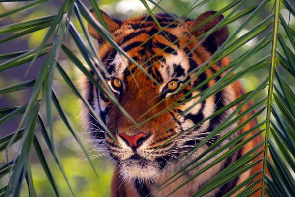 Der Tiger versteckte sich hinter ausgestellten Ästen