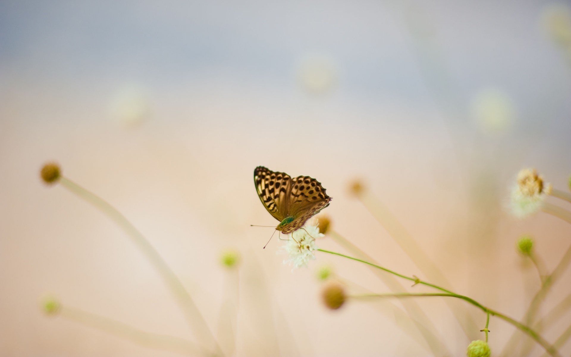 flowers butterfly cornflower summer blur white