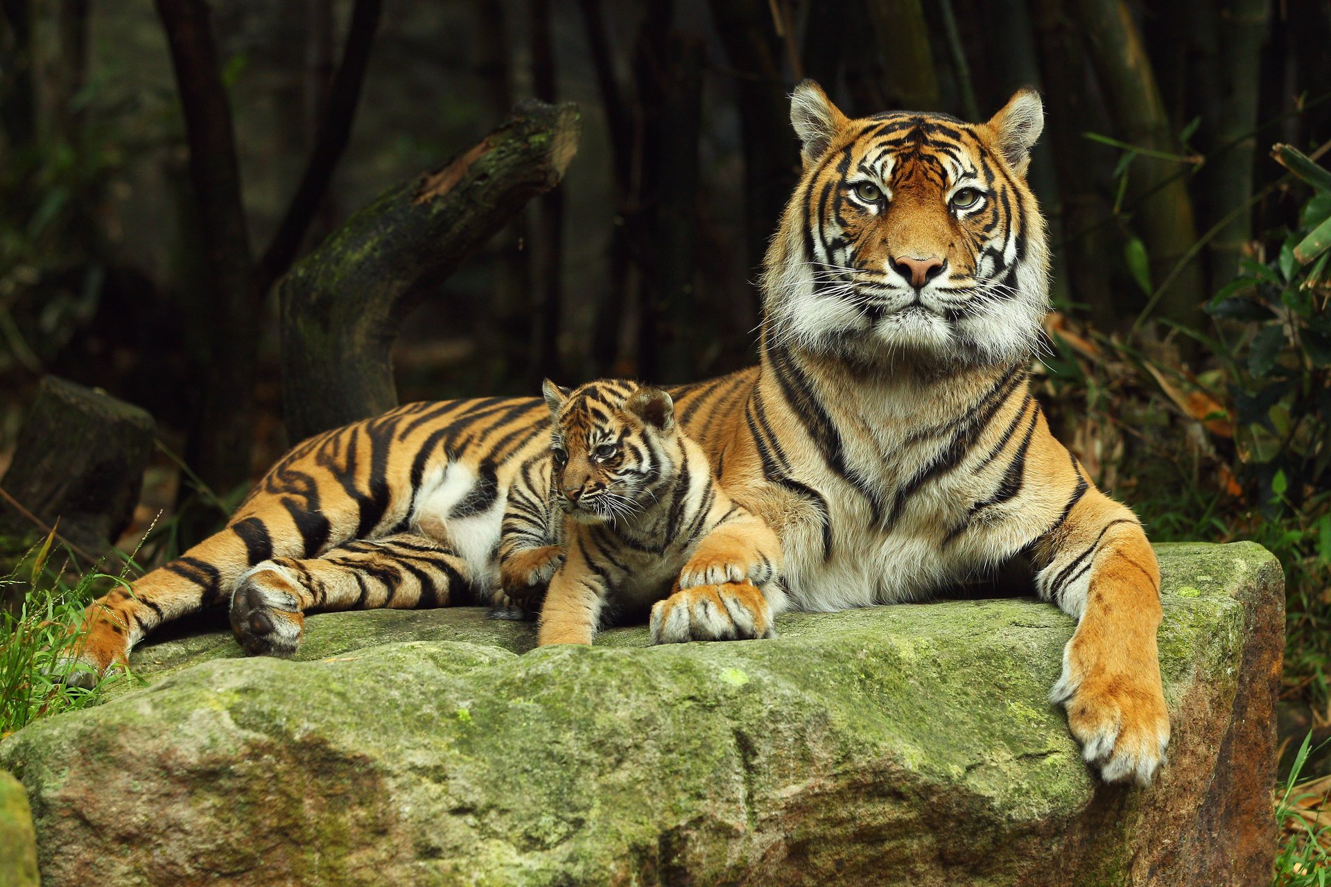 tigresa depredador cachorro de tigre