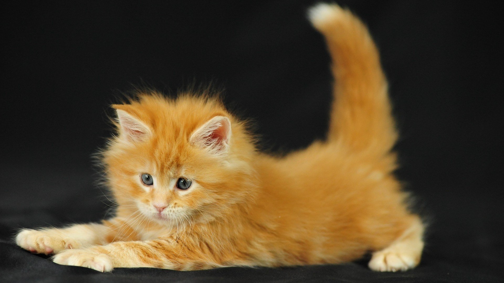 kitty fluffy red cat