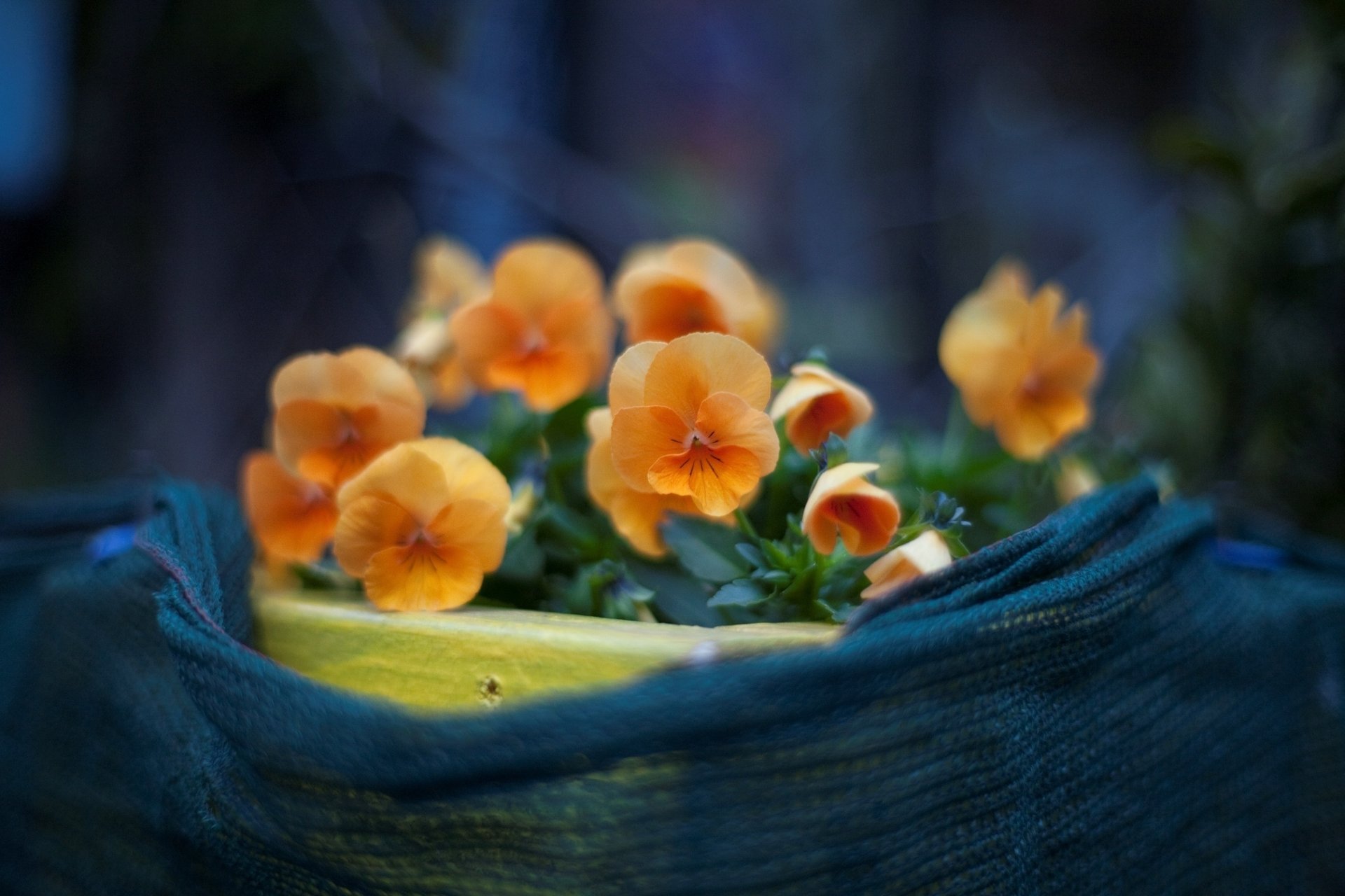 foto fiori macro fioritura piante petali