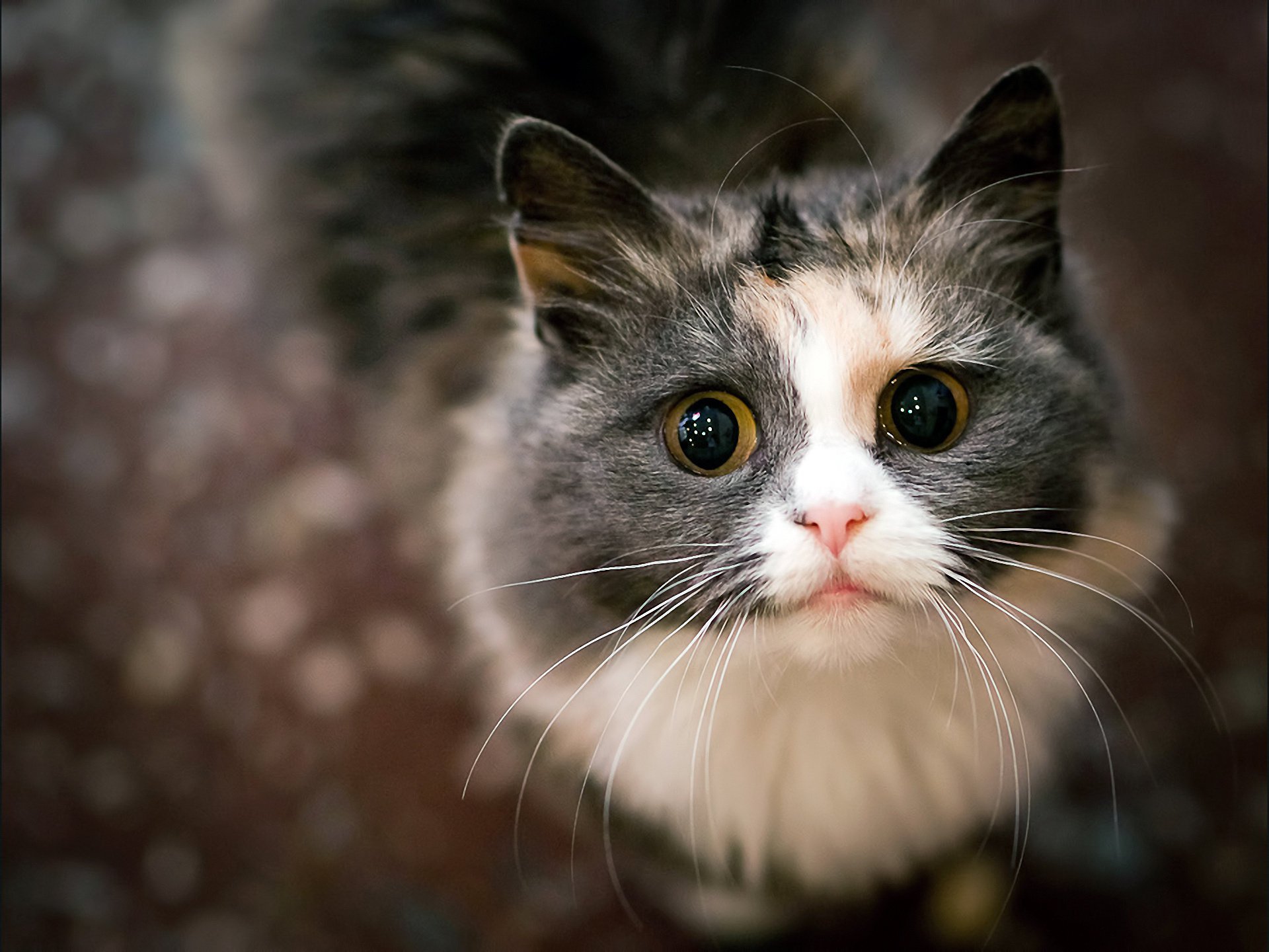 gato bigote ojos mirada