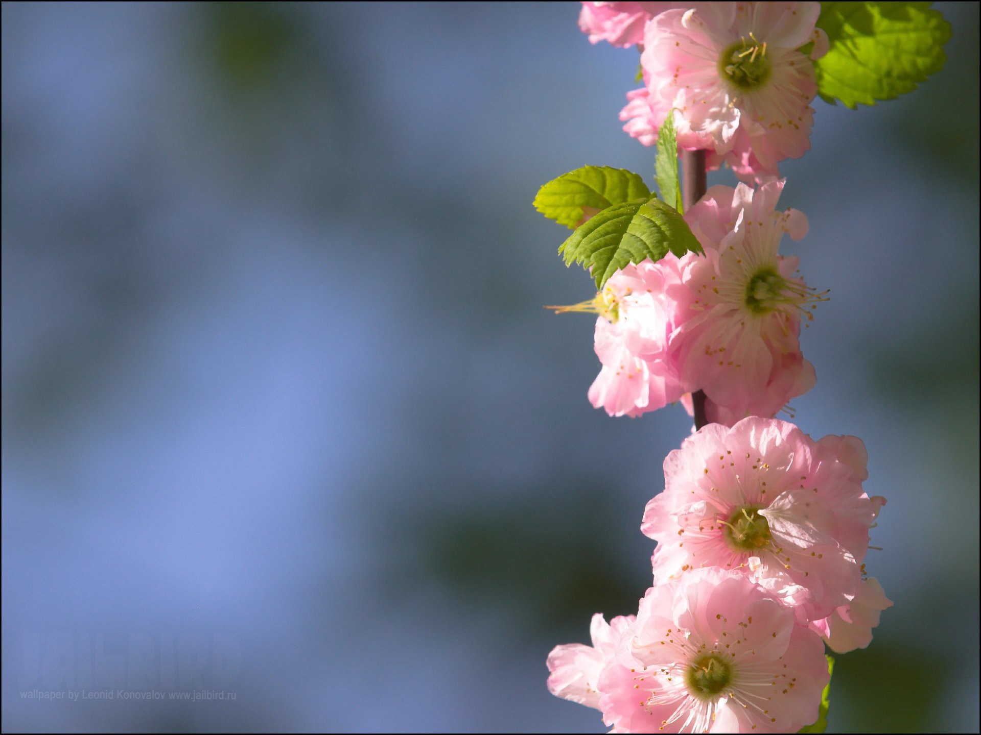 divers fleurs paysage