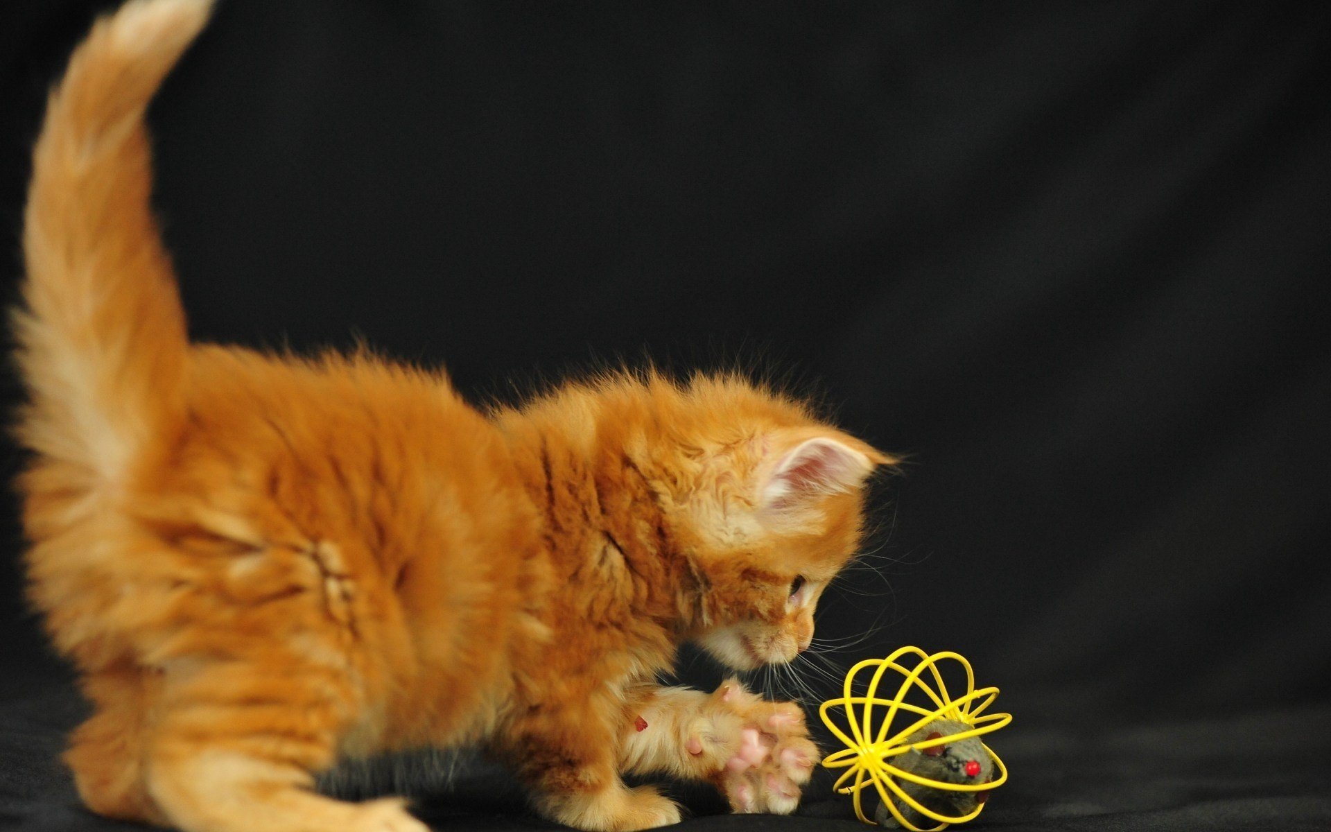 katze baby kätzchen spielen rot