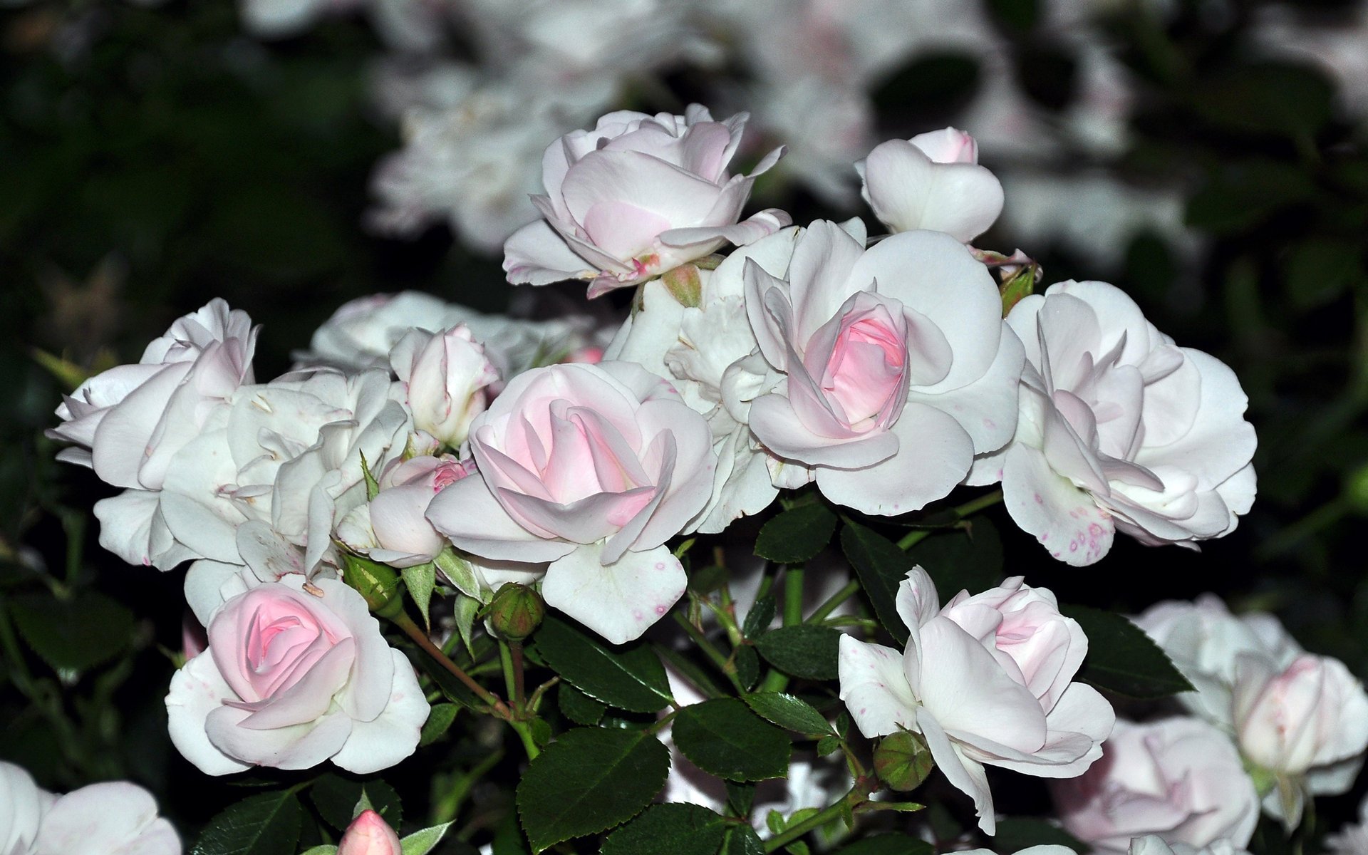 flowers white bouquet gentle rose