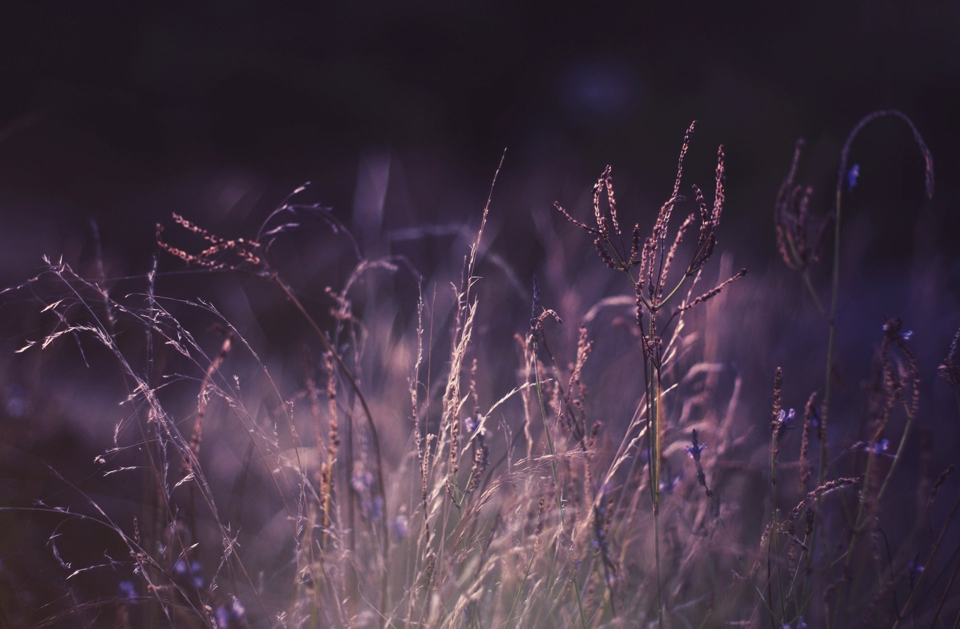 makro natur lila pflanzen farbe foto gras