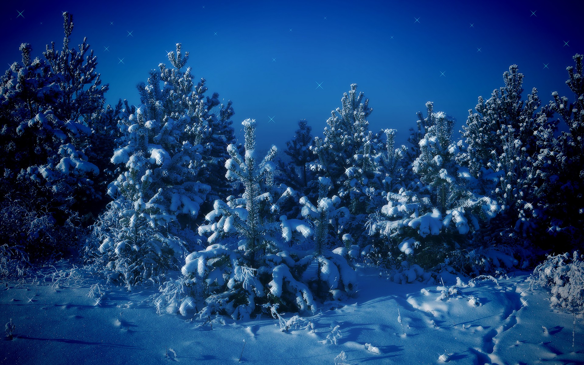 alberi di natale neve inverno alberi blu