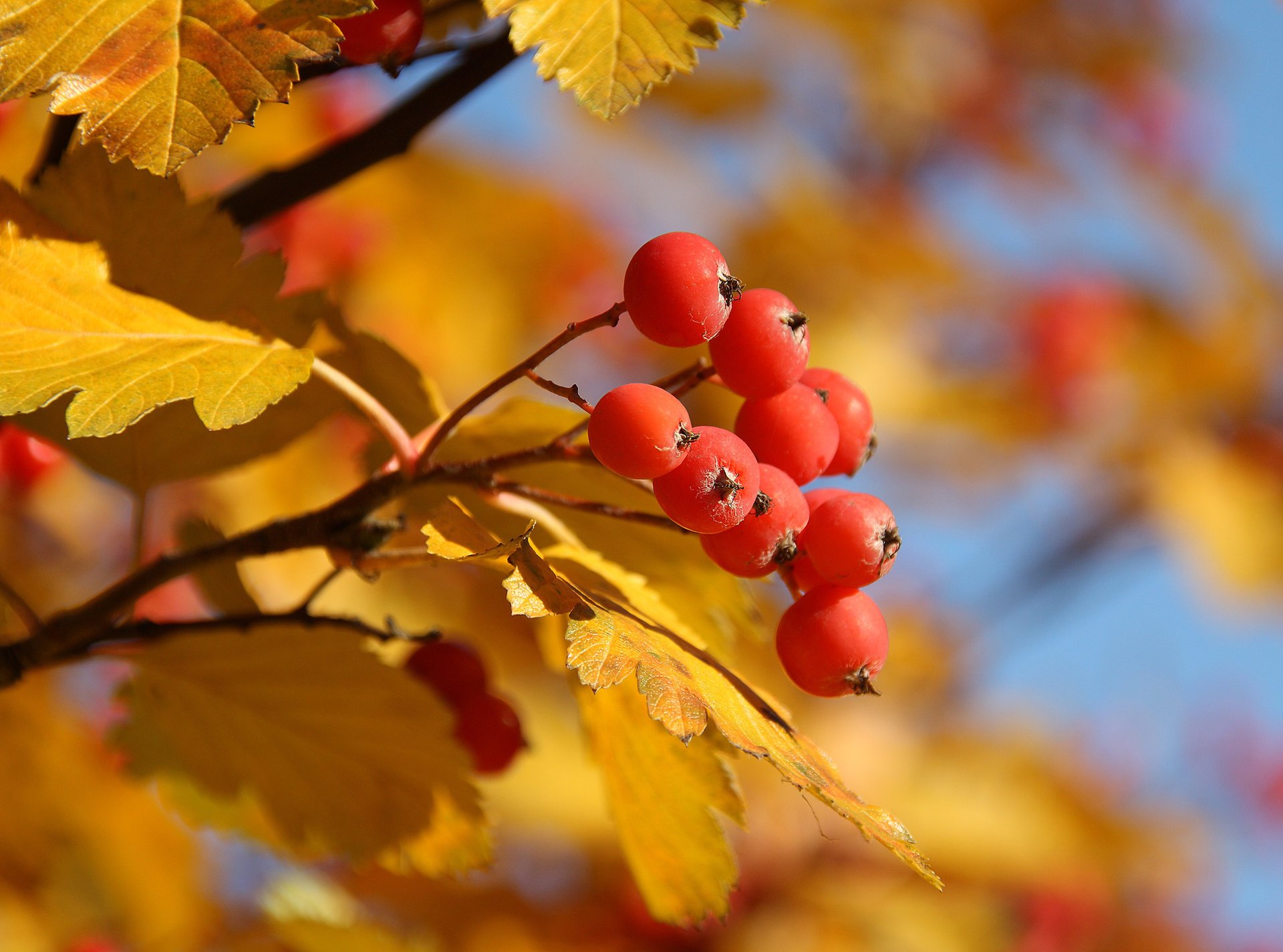 automne jaune baie arbre rouge sorbier feuilles