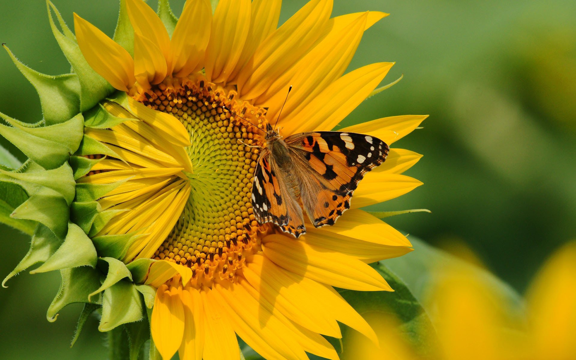 flower butterfly sunflower