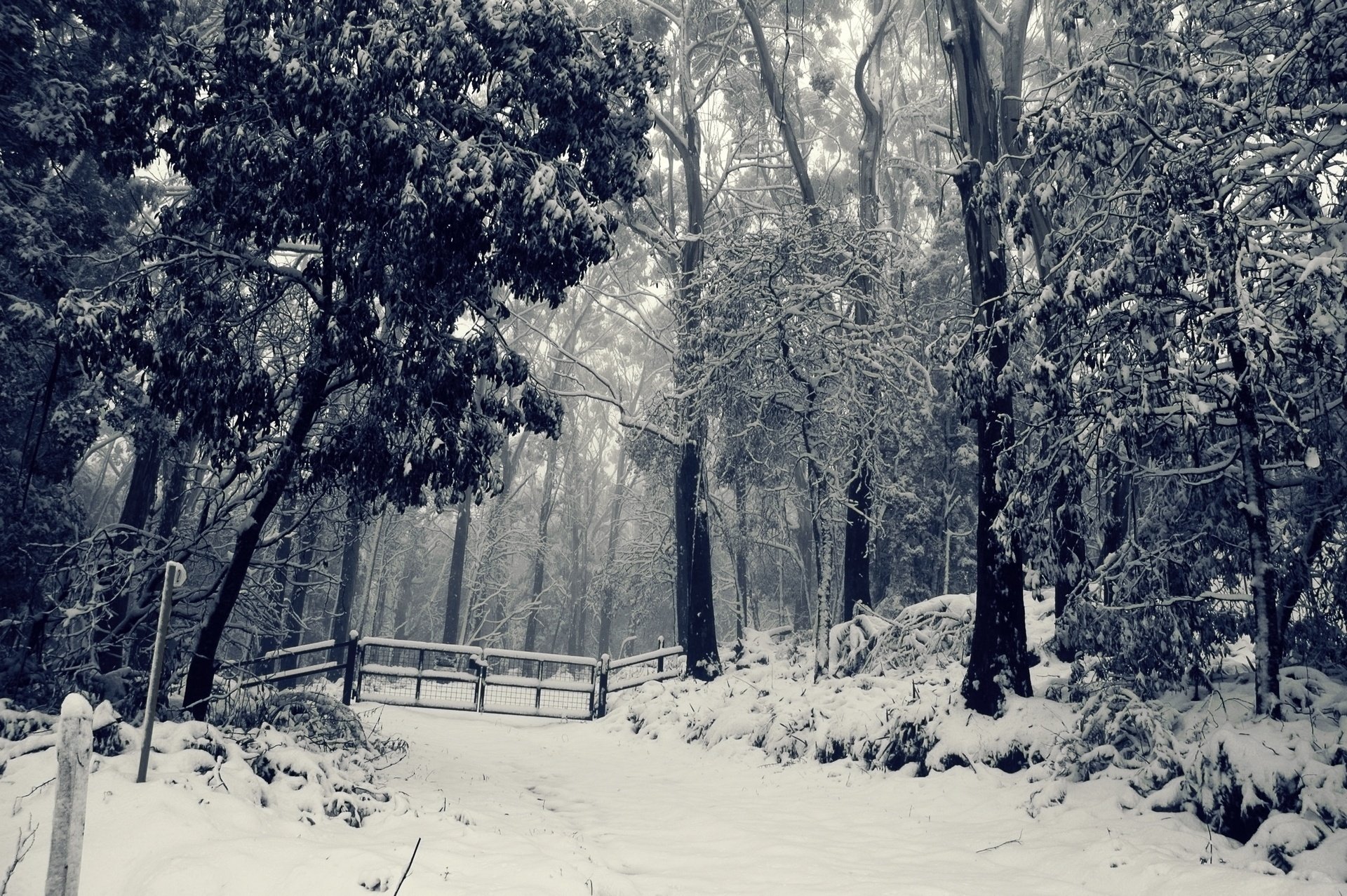 las śnieg drzewa zima