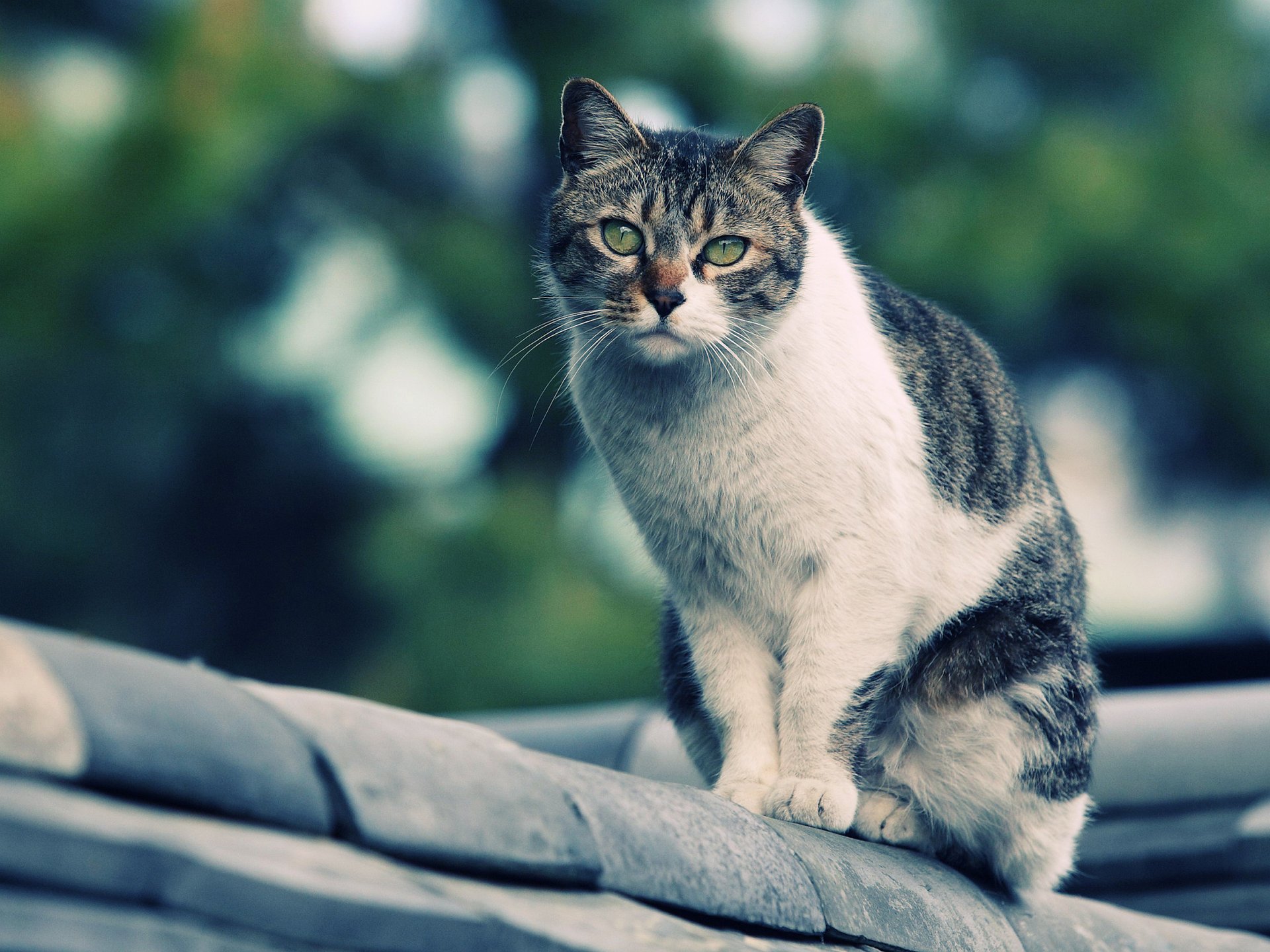 katze auf dem dach schaut zu