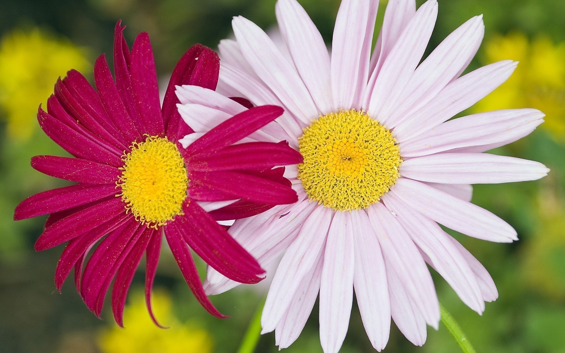 white pink pair flowers chamomile macro pollen