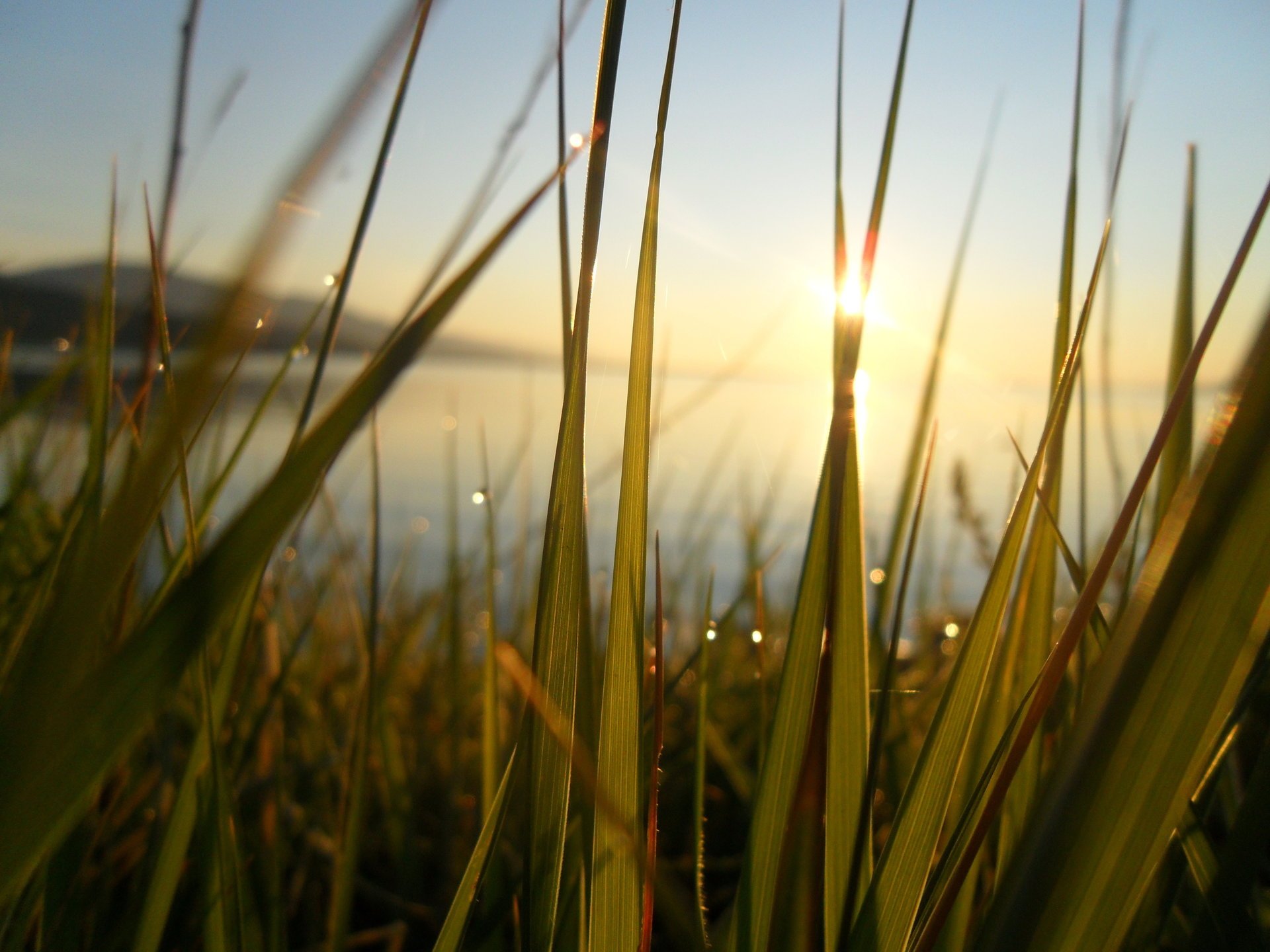 baikal dawn rays rosa happiness grass the sun