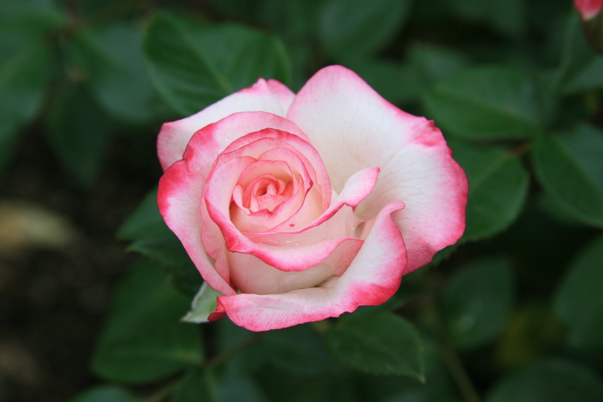 nature beauty flowers roses pink morning