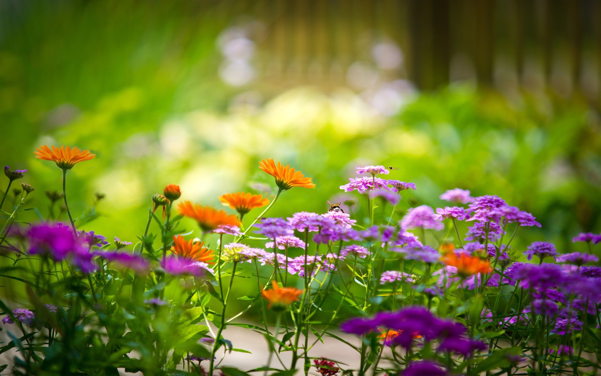 verdure gros plan jardin fleurs multicolore fond