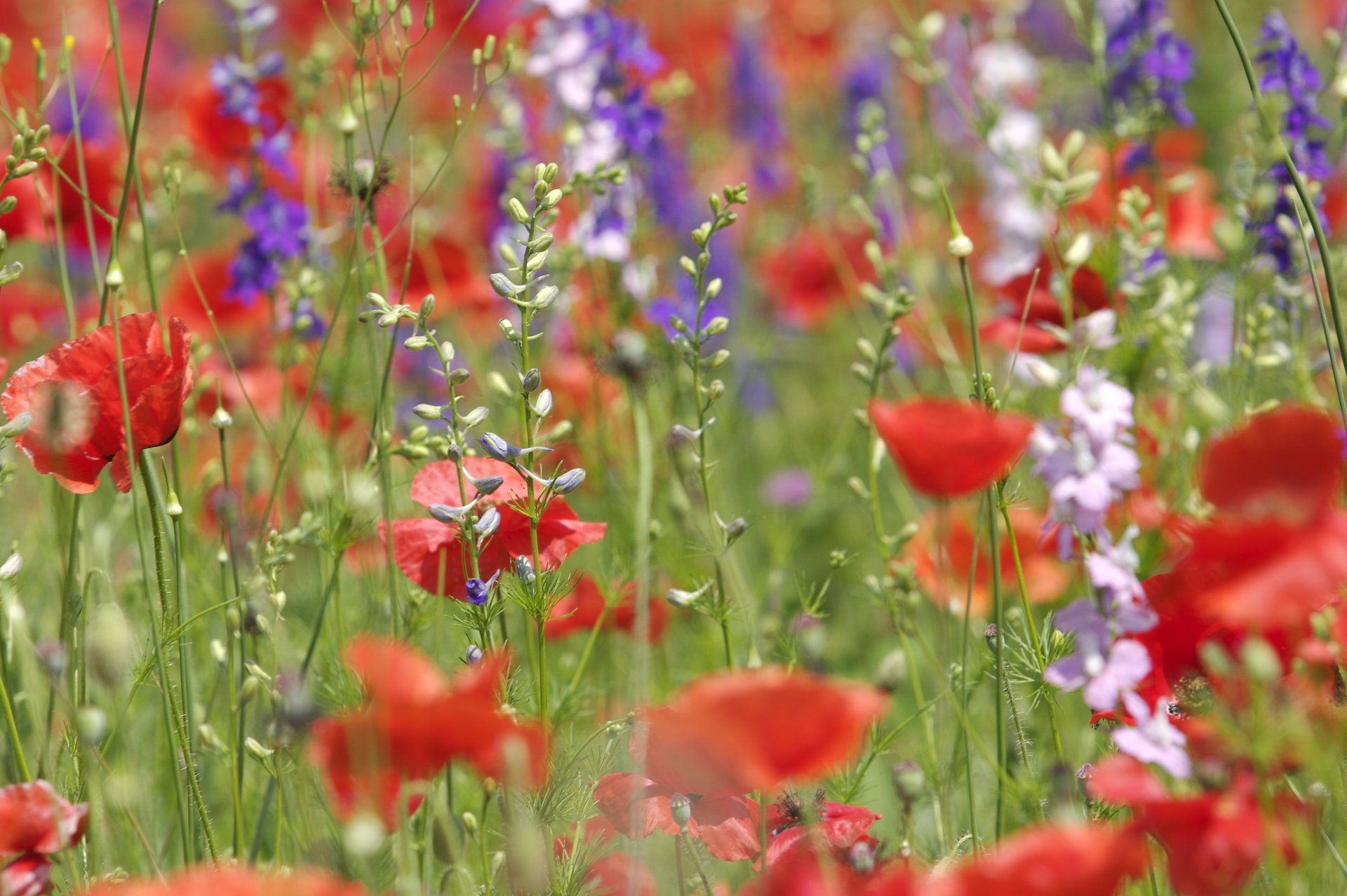 vari papaveri fiori di campo