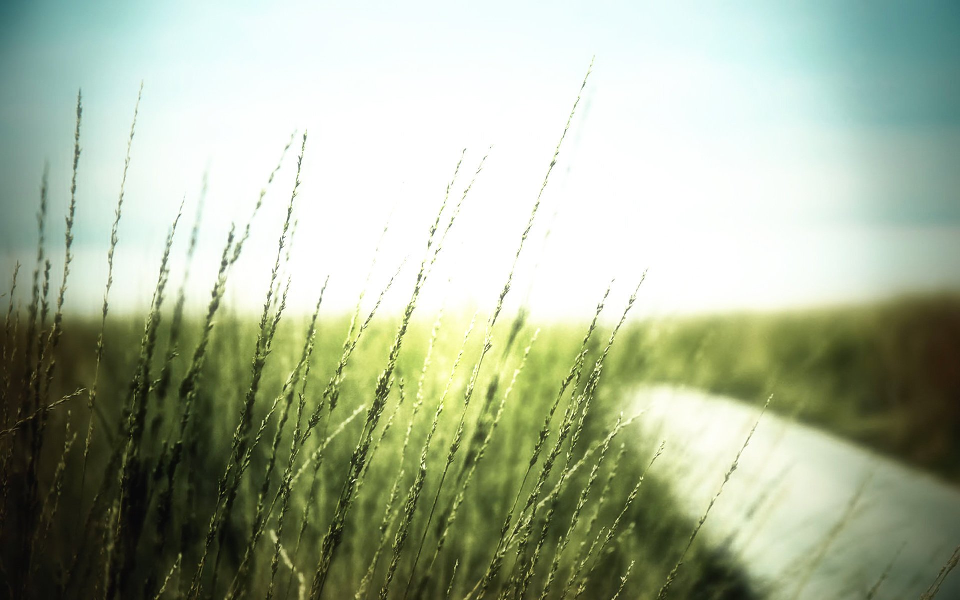 grass light background