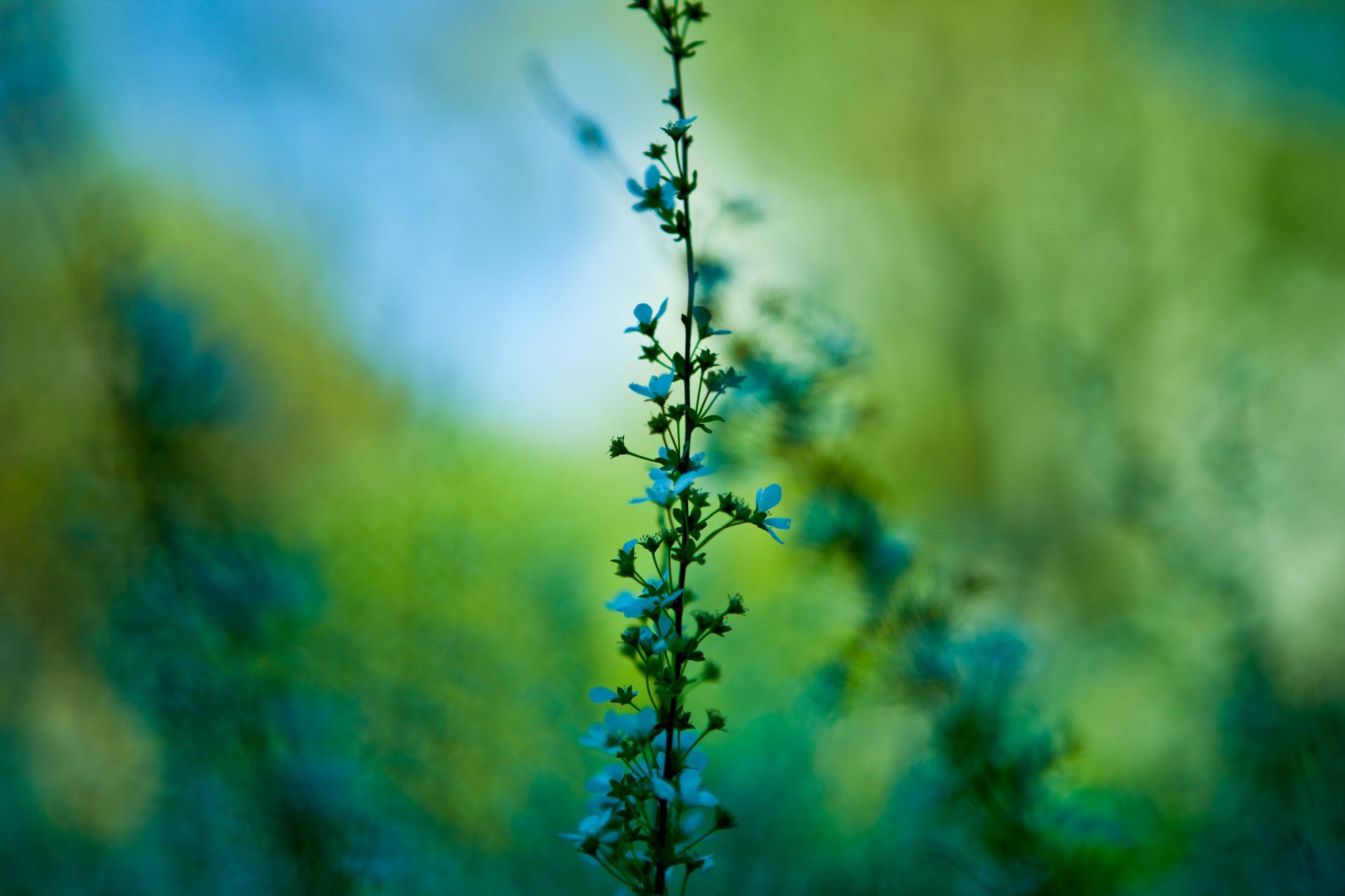 macro flowers plant greens stem branch blue