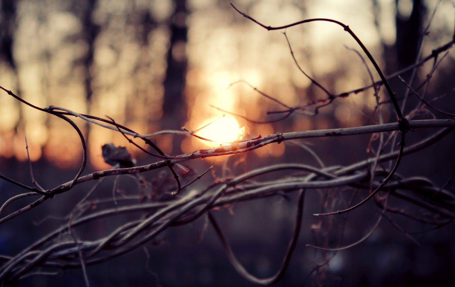 branch macro autumn branches sunset trees the sun forest