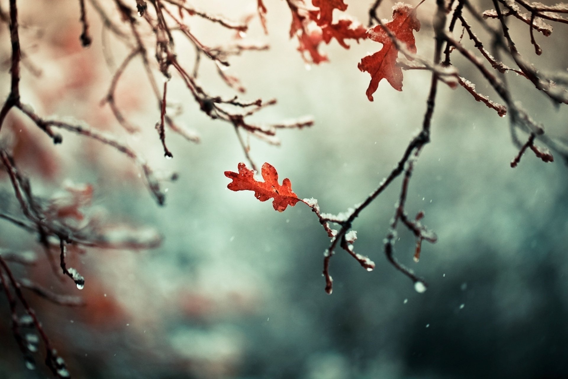 nature leaves autumn branch branches snow