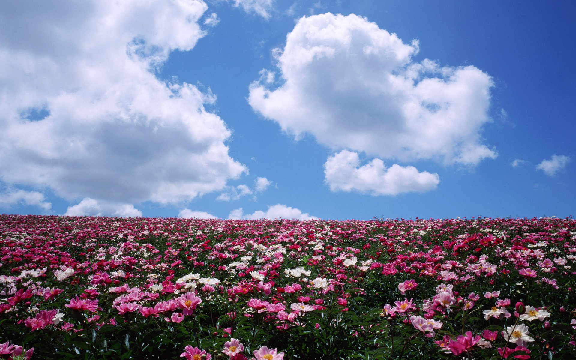 horizon pivoines champ nuages fleurs