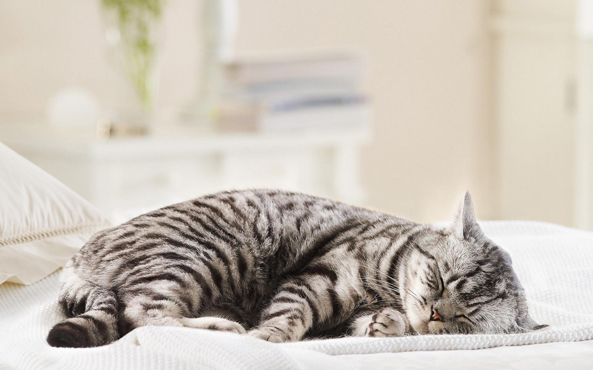 gato durmiendo gato británico