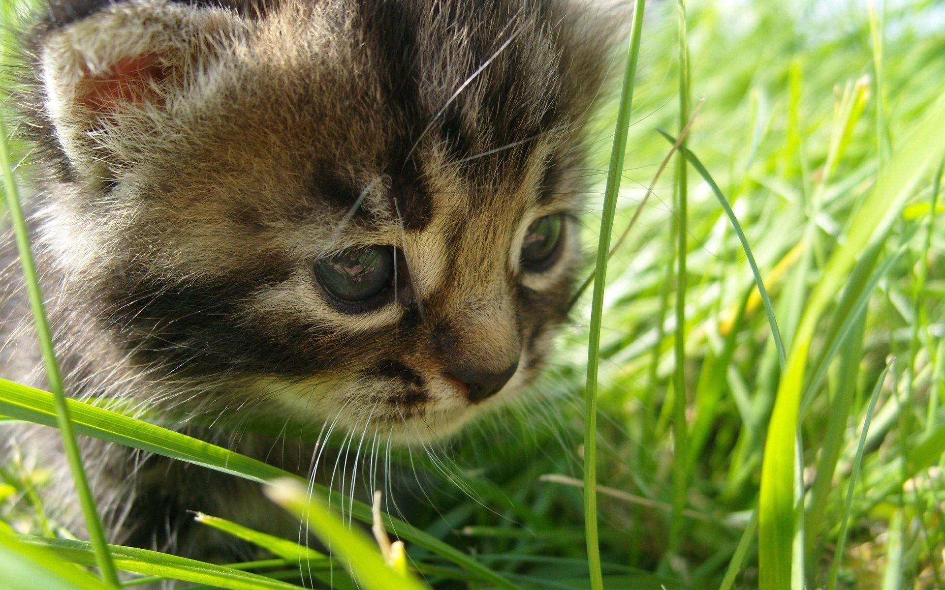 in grass the cat baby