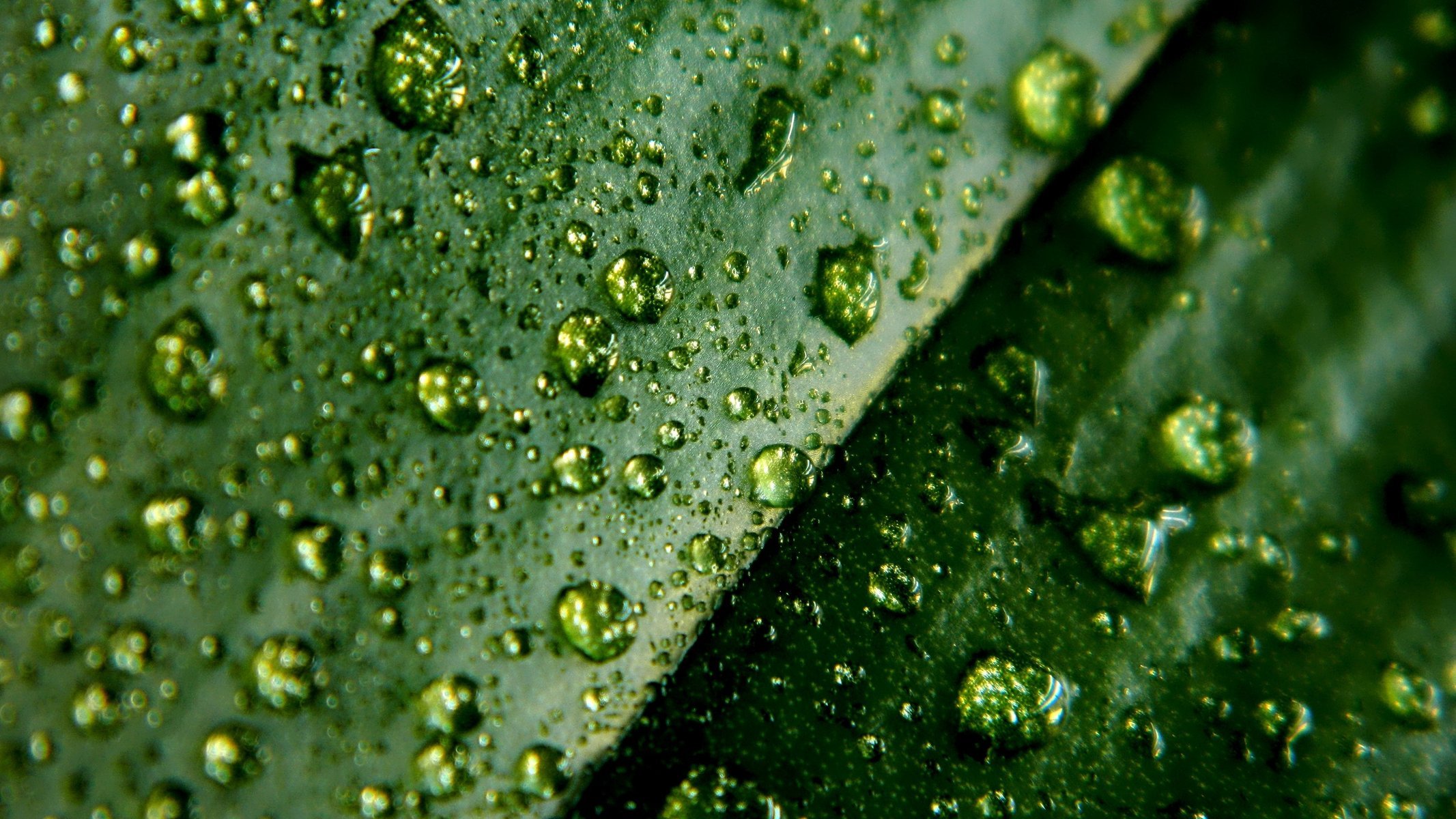 макро 4224x2376 leaflet листок water drops macro капли воды