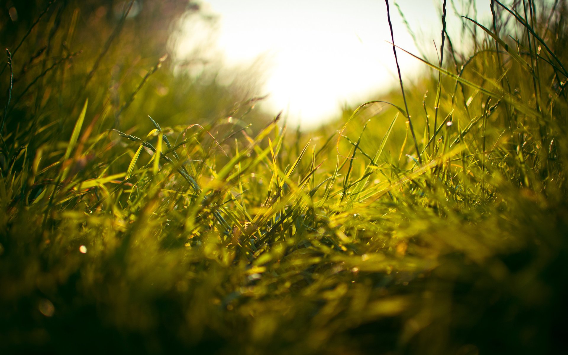 macro travicka grass freshness greens weed field