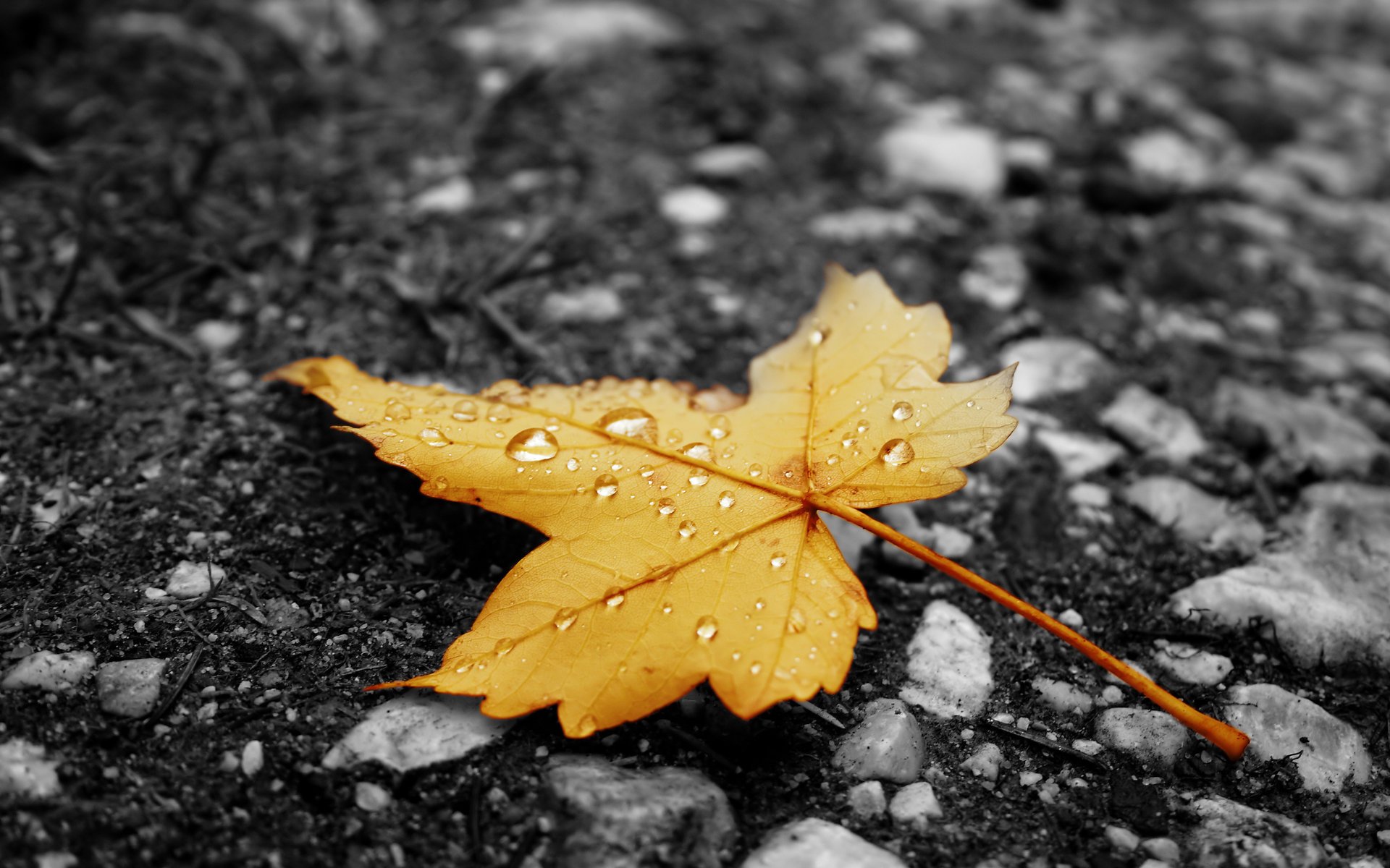 blatt herbst gelb regen tröpfchen asphalt