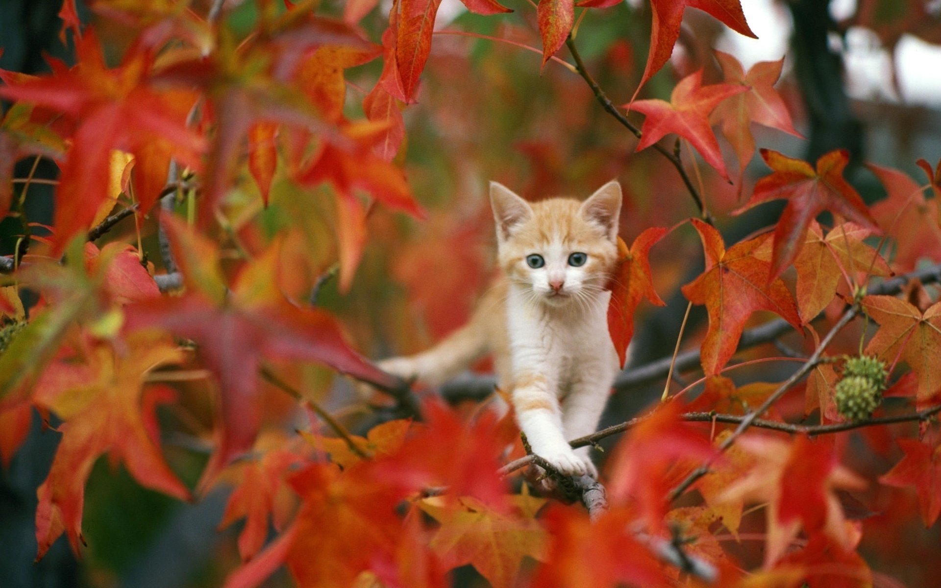 autumn leaves kitty