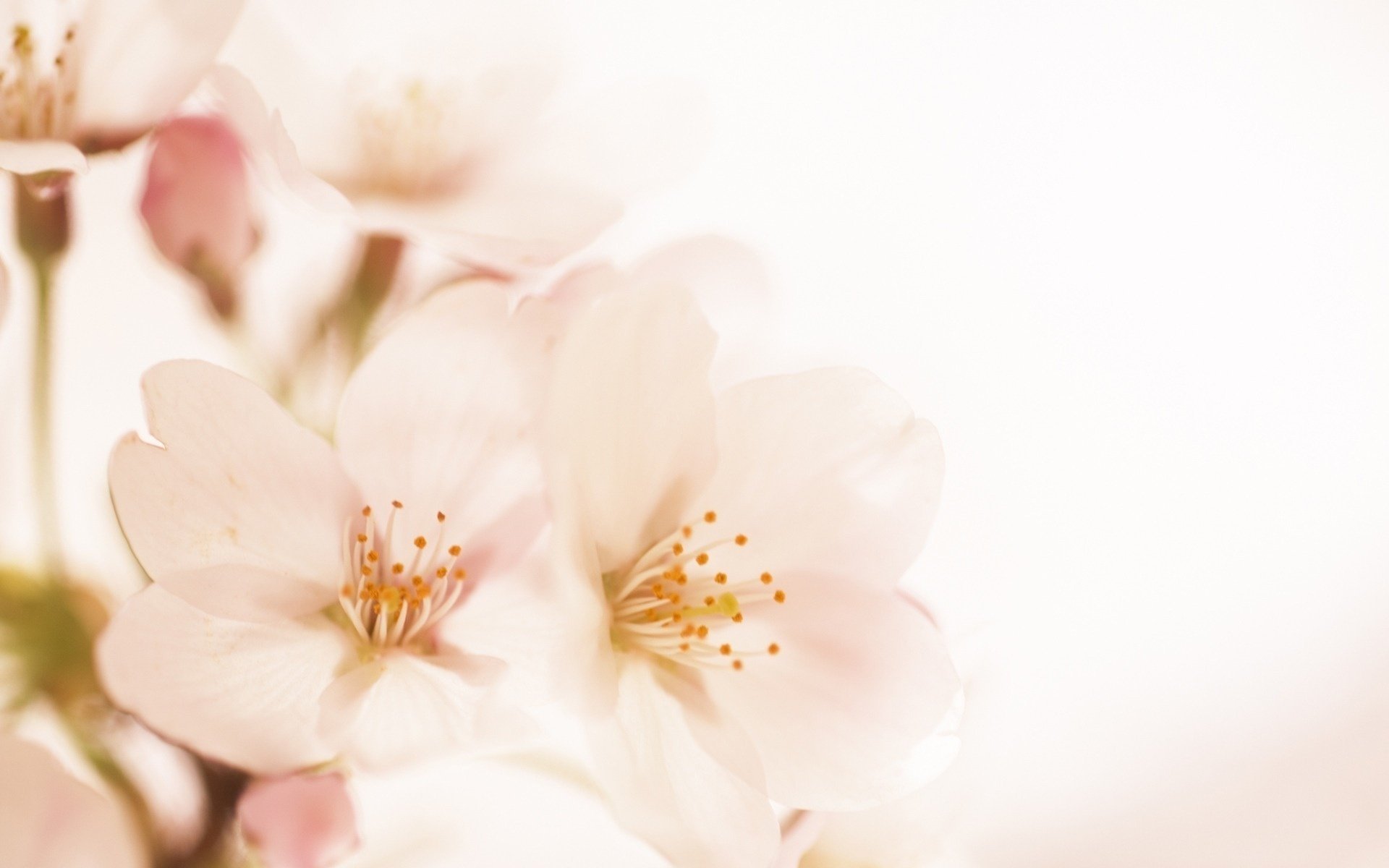 fleurs fond blanc