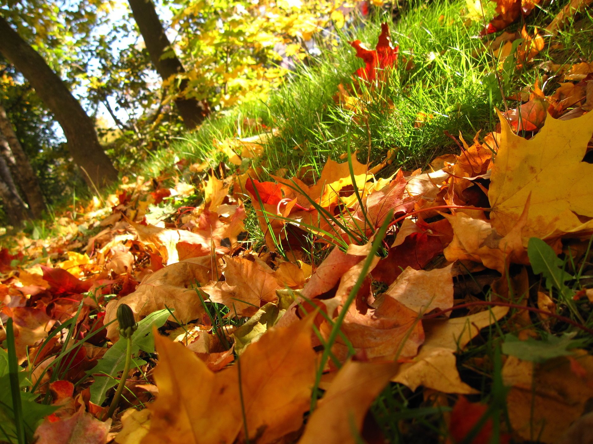 natura alberi erba autunno foglie