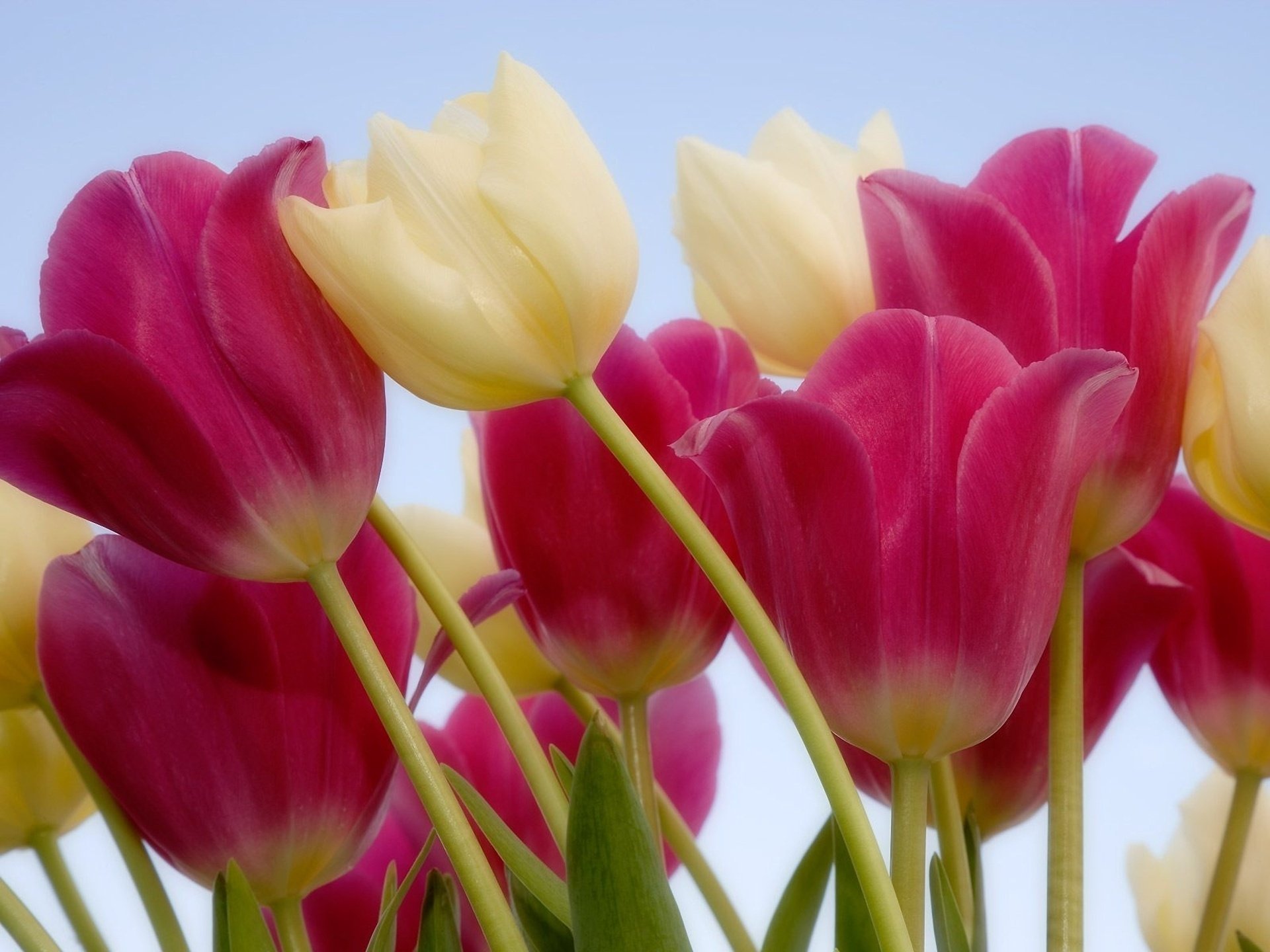 flowers tulips white pink stem