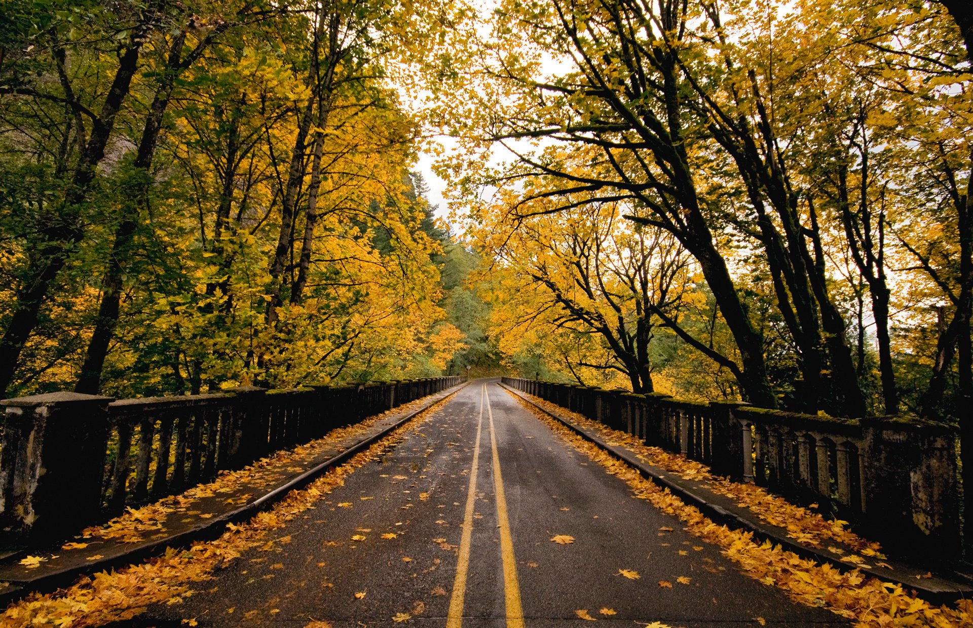 nature road bridge autumn foliage