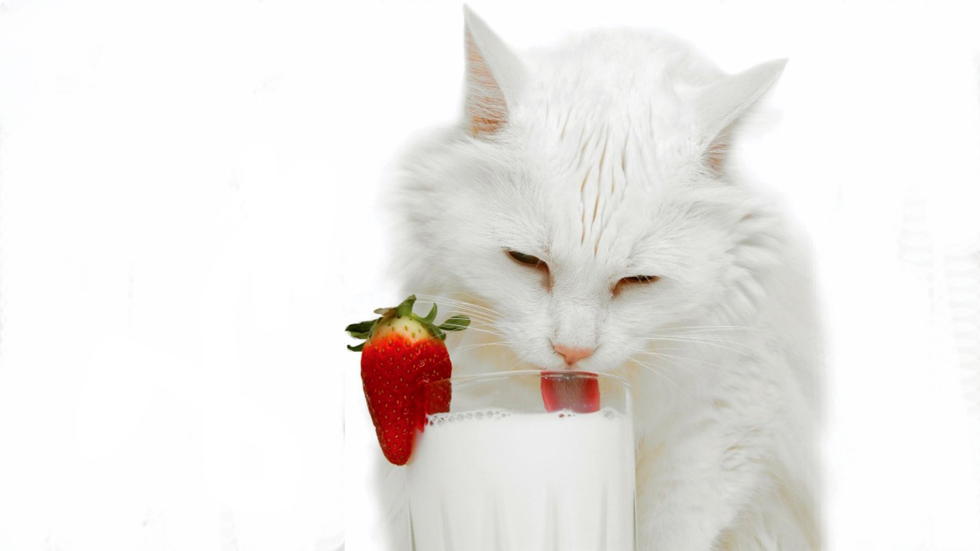 gatto latte bicchiere bianco fragola