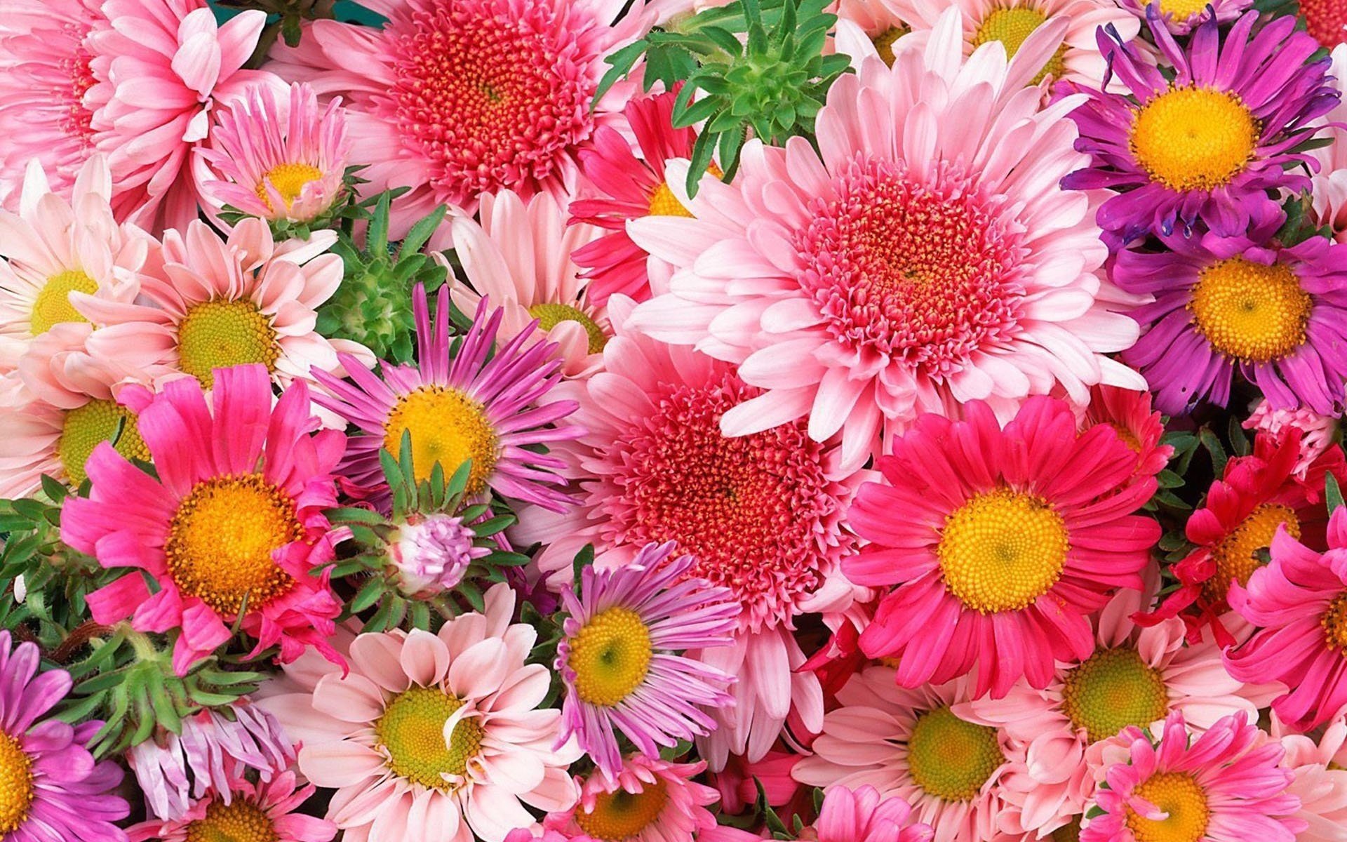 colorful beautiful flowers bright many flower