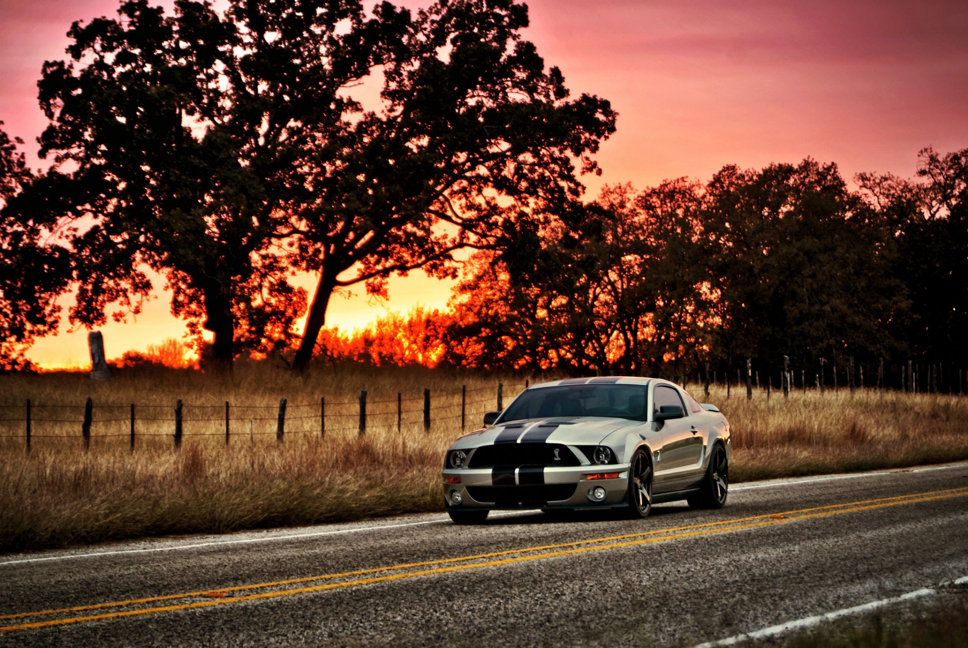 ford mustang shelby gt500 silber muskelauto silber muskelauto baum sonne sonnenuntergang