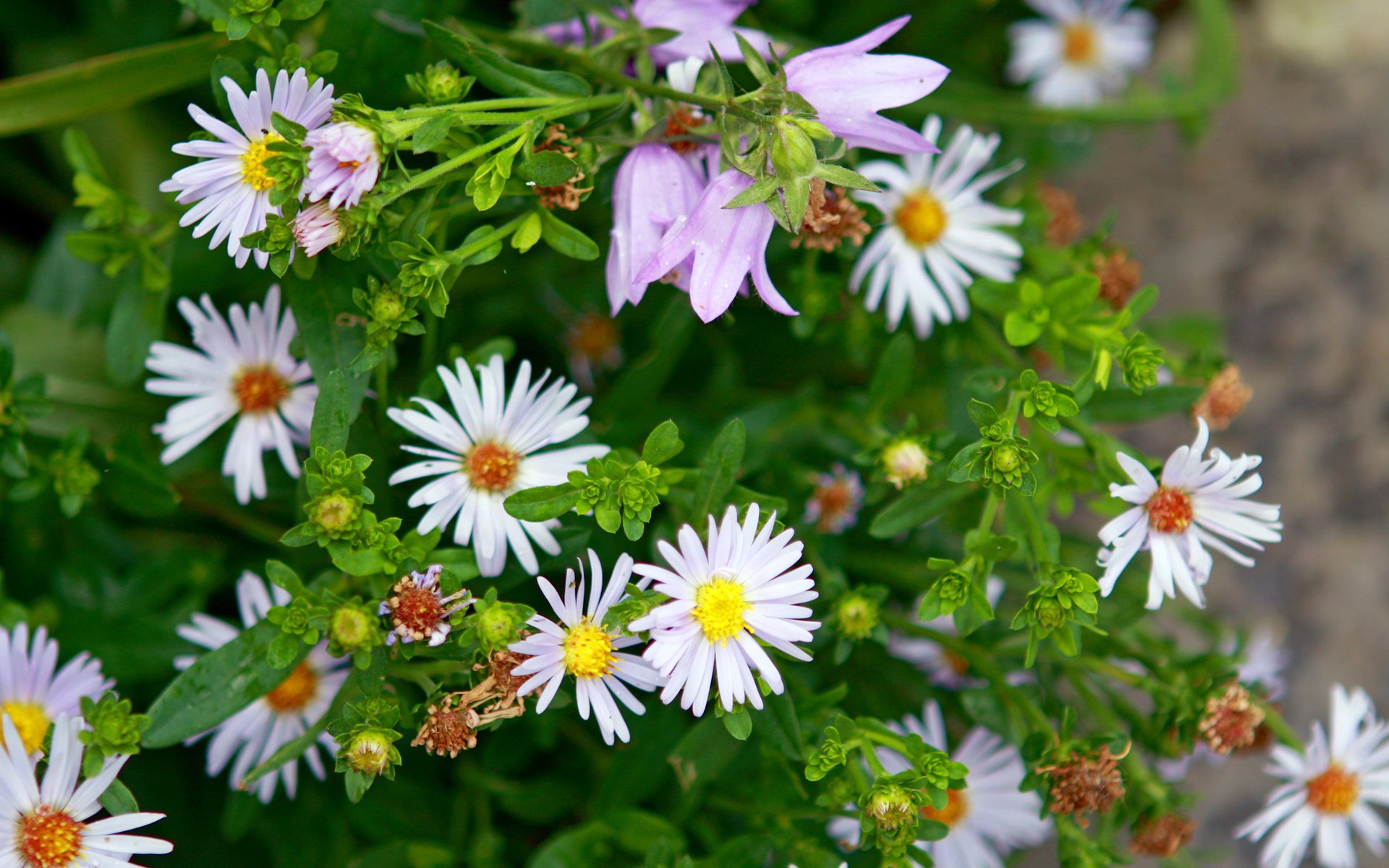 fleurs printemps marguerites violettes